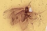 Detailed Fossil Dustywing (Coniopterygidae) In Baltic Amber #296958-1